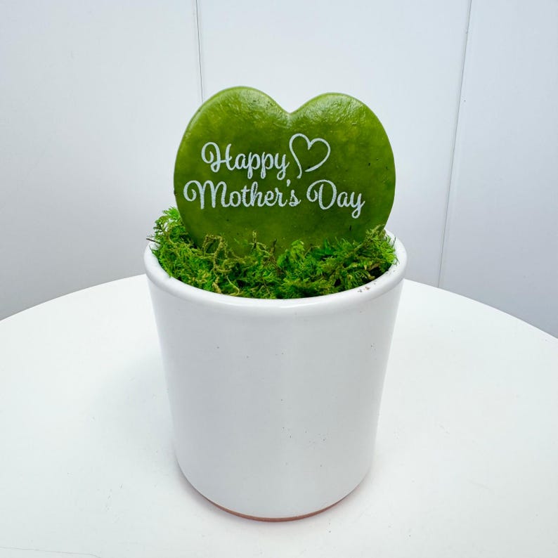 Heart-Shaped Hoya Plant, Small Indoor Pot, Hoya Kerrii, Sweetheart Hoya, Air-Purifying Houseplant Gift for Beginners