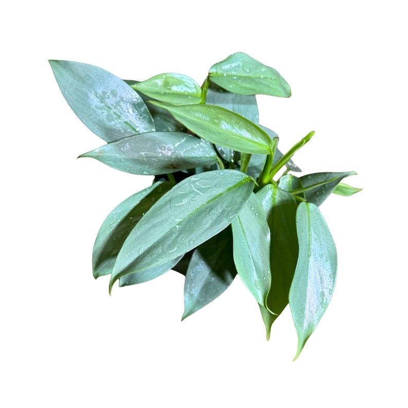 Philodendron Silver Sword Variegated Plant - 4" Grow Pot - Rare Indoor Collector Plant - Philodendron hastatum