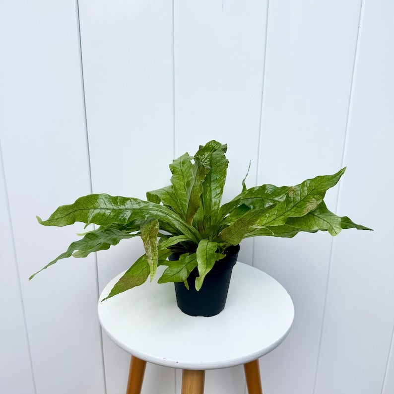 Crocodile Fern 4” Pot, Microsorum Musifolium, Unique Houseplant, Air Purifying, Rare Alligator Fern, Jungle Vibe Décor