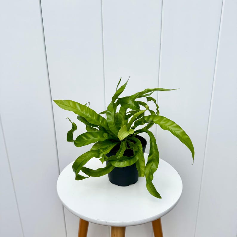 LIVE 4” Hurricane Fern, Japanese Bird’s-Nest Fern, Asplenium Nidus Antiquum, Easy Care Houseplant for Home or Office