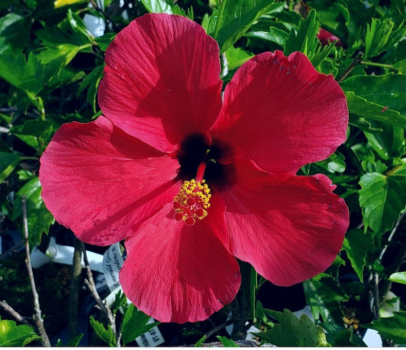 Hot Pink Tropical Hibiscus Plant - Yoder Pink Heirloom, Starter Size, Hibiscus rosa-sinensis, Well-Rooted