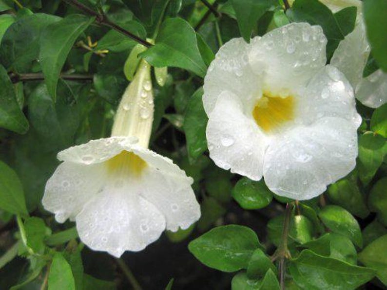 Thunbergia Erecta Kings Mantle Live Tropical Plant - Rare White Flowers - Starter Size 4-Inch Root Zone - Unique Garden Accent Plant