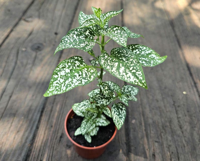 Polka Dot Plant - 3-8 in Green with White - Hypoestes phyllostachya - House Plant for Indoor Decor, Acanthaceae Family