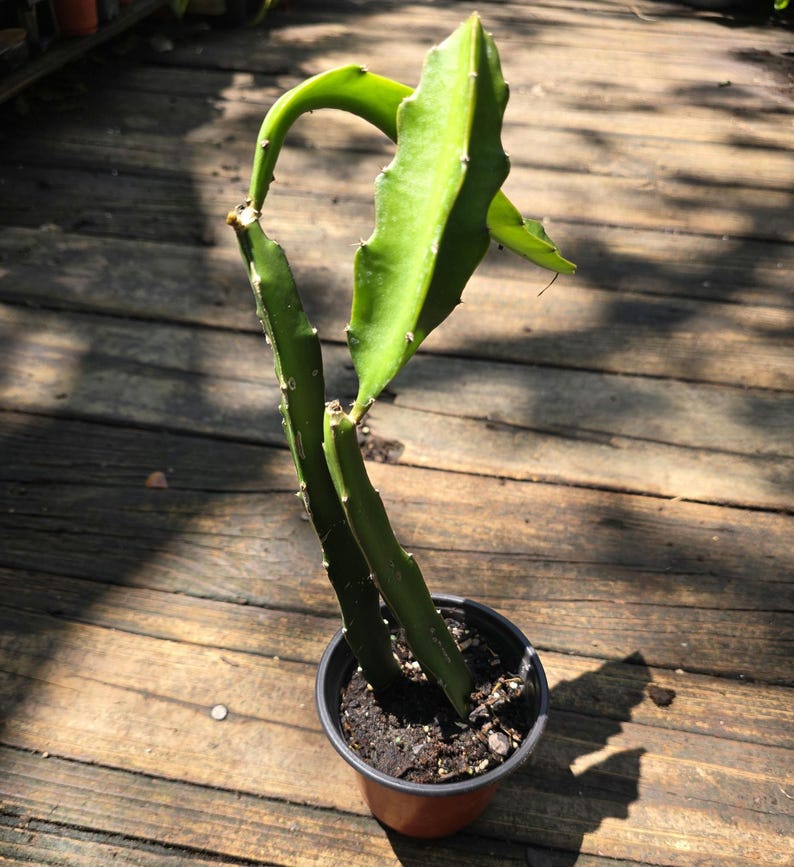 Dragon Fruit Live Plant - Hylocereus undatus - Pitaya Cactus (6-10 in) - Exotic Tropical Fruit from Central America