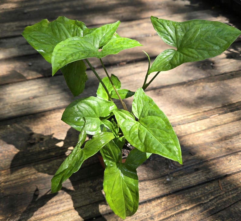 syngonium plant seeds Arrowhead Plant 8-13in Green Syngonium podophyllum, Arrowhead Vine, Goosefoot, Nephthytis Houseplant