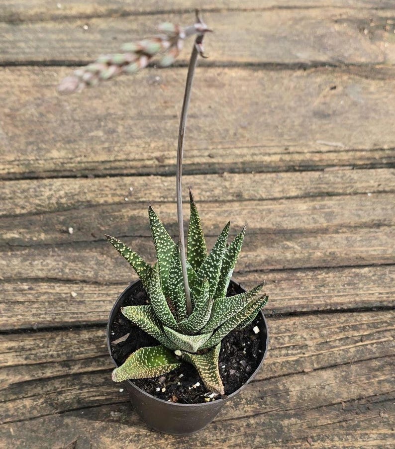 Gasteria Carinata Succulent Plant - Bredasdorp Cow-Tongue - 3-4 Inch - Dark Green with White Tubercles - Mother-in-Law's Tongue