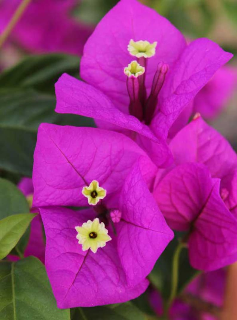 Purple Bougainvillea Plants - Pack of 2 Live Elizabeth Angus - 4-6 Inches - Deep Purple-Red Blooms - Bougainvillea glabra