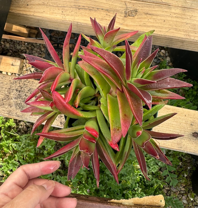 Crassula Red Pagoda Succulent 3 Inch Pot - Crassula corymbulosa 'Red Pagoda' - Unique Color-Changing Leaves, Easy Care Plant