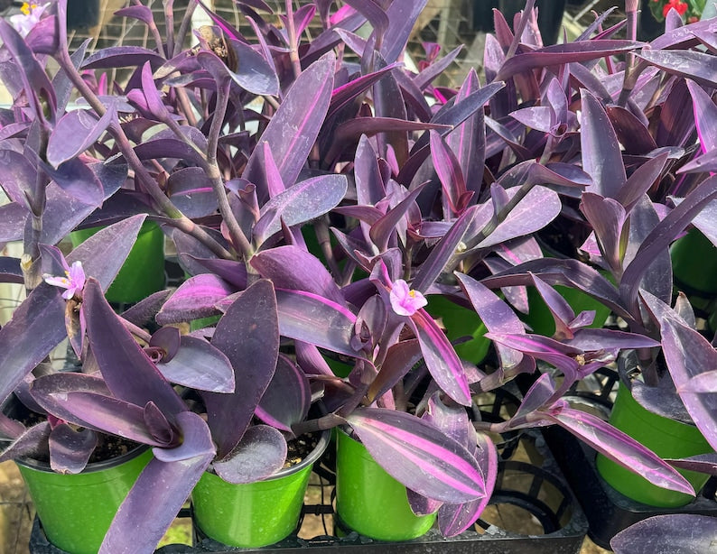 Purple Heart Plant 4-Inch Pot Tradescantia pallida Stunning Purple Foliage Easy Care Indoor Outdoor Garden Decor