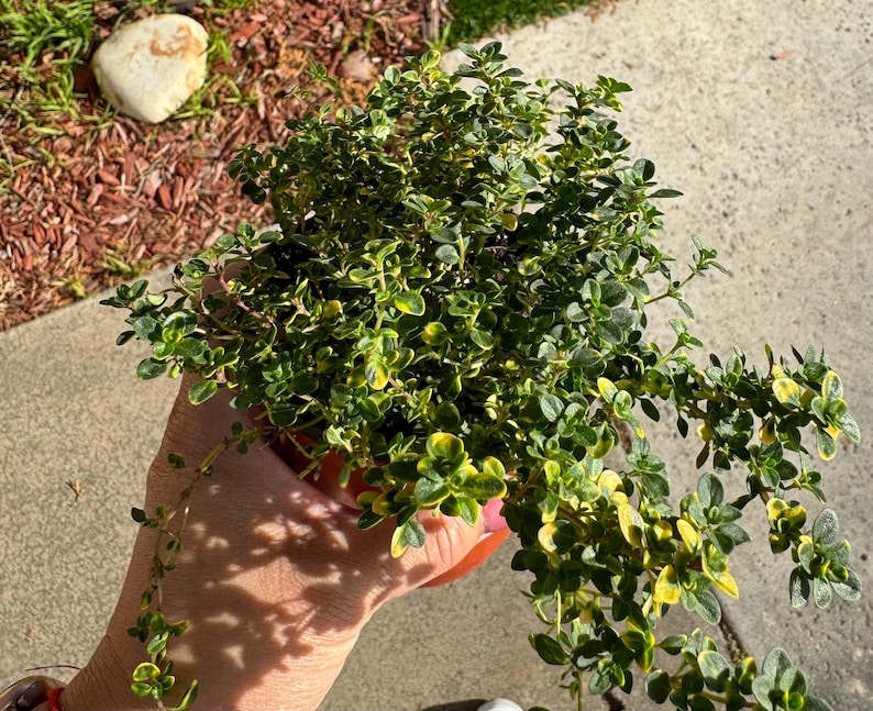 Thymus Citriodorus 'Doone Valley' 4-Inch Pot | Fragrant Lemon Thyme Plant | Aromatic Ground Cover