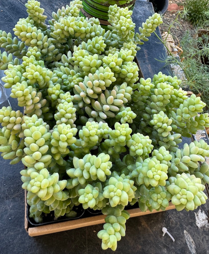 Donkey's Tail Succulent in 3 Inch Pot - Sedum morganianum - Easy Care, Low Water, Bright Light Requirement