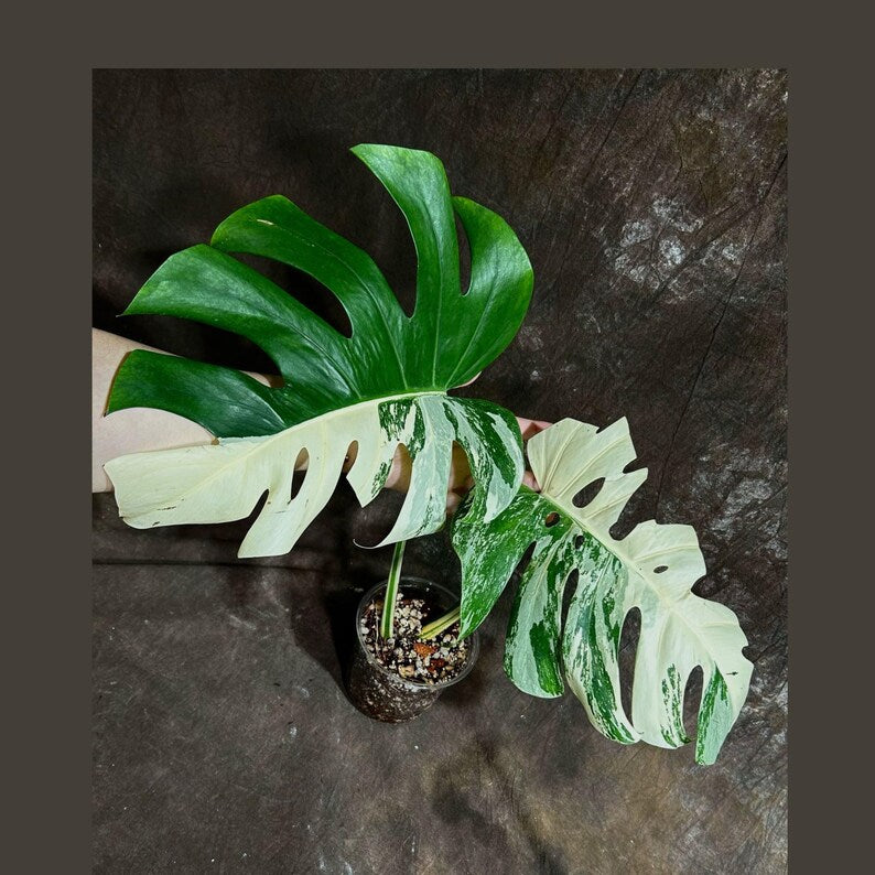 Variegated Monstera Albo Plant - Rare White Borsigiana - Indoor Houseplant  - Exact Plant from US Seller