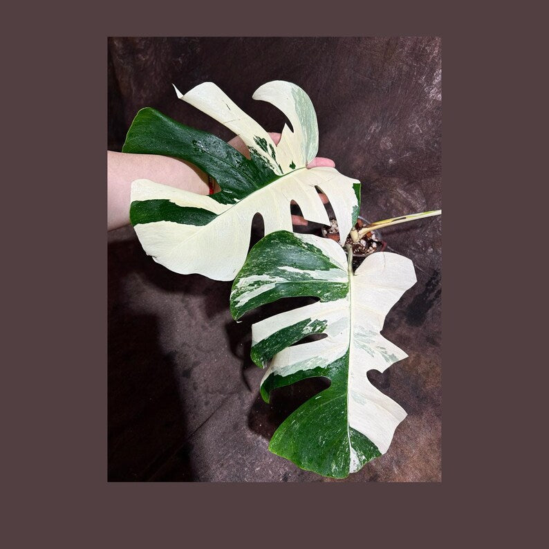 Variegated Monstera Albo Plant - Rare Indoor Houseplant - White Monstera Borsigiana - Exact Plant - US Seller