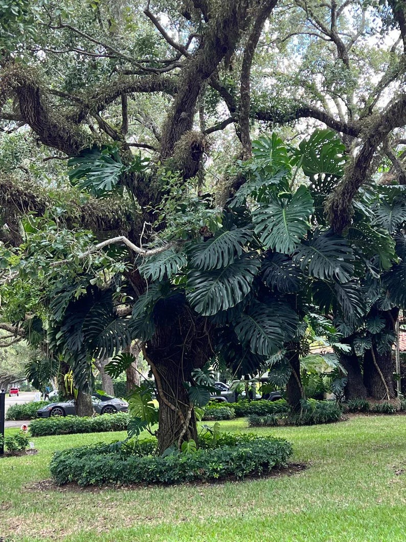 Southern Live Oak Tree - Quercus Virginiana - Evergreen Shade Tree for Landscaping and Mass Planting