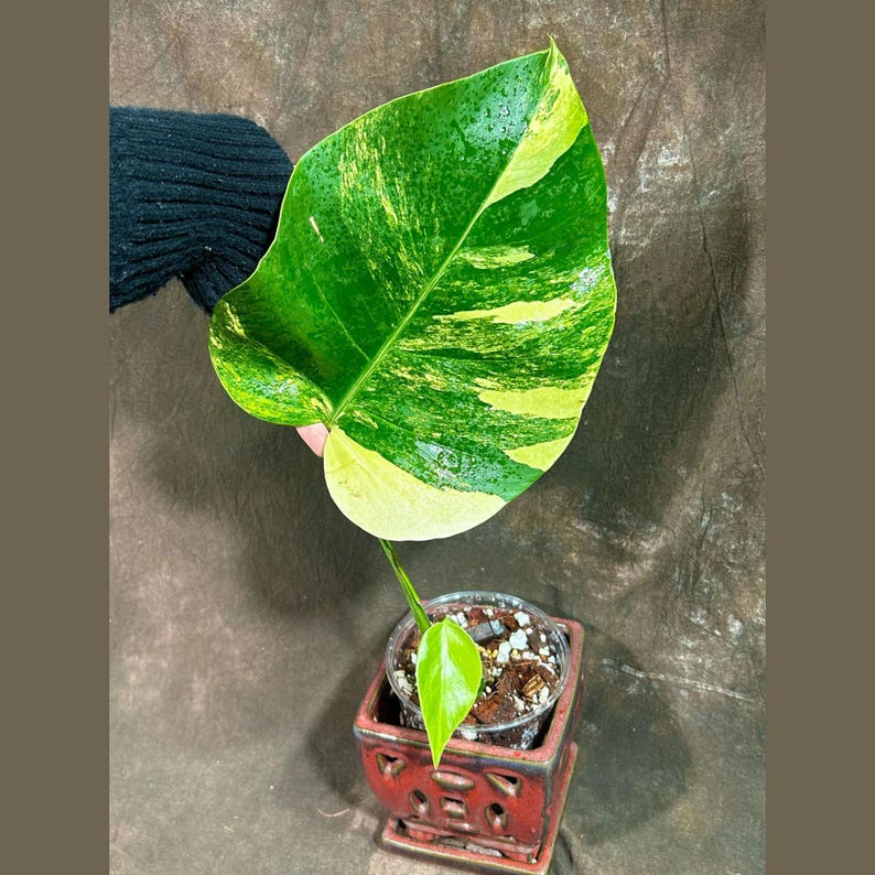 Monstera Aurea Variegated Borsigiana Plant in Nursery Pot - Unique Green and Yellow Leaves - Monstera Marmota - US Seller