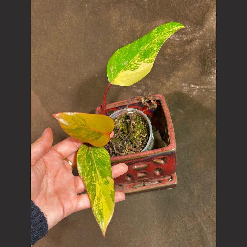 variegated heart leaf philodendron Philodendron 'Strawberry Shake'