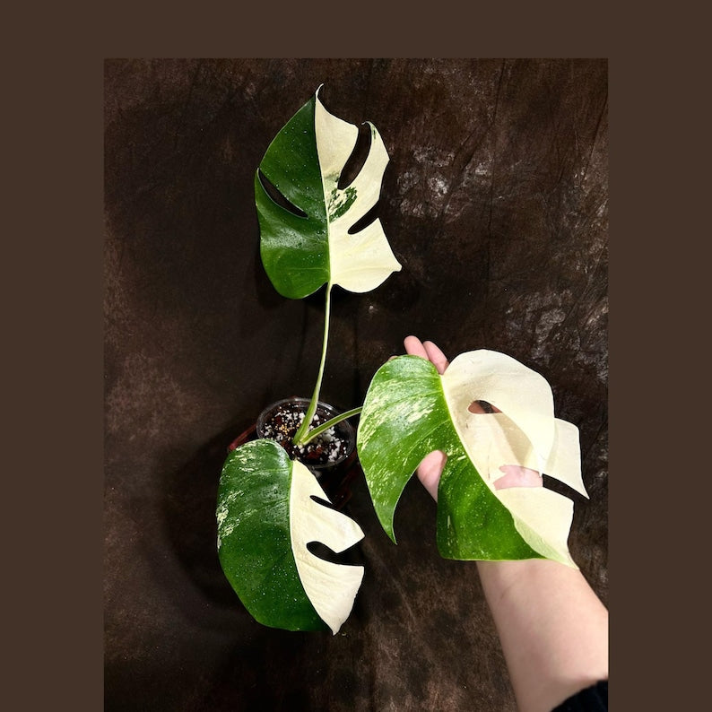 monstera variety Variegated Monstera Albo Plant - Rare White Monstera Borsigiana