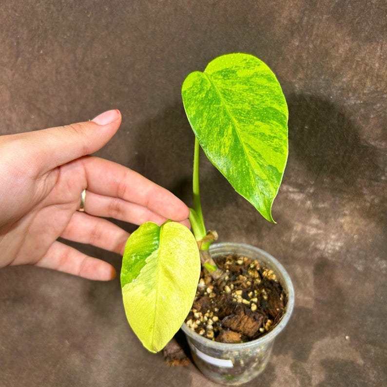 Monstera Aurea Variegated Borsigiana Potted Plant - Monstera Marmota - Rare Tropical Houseplant - Stunning Yellow & Green Foliage