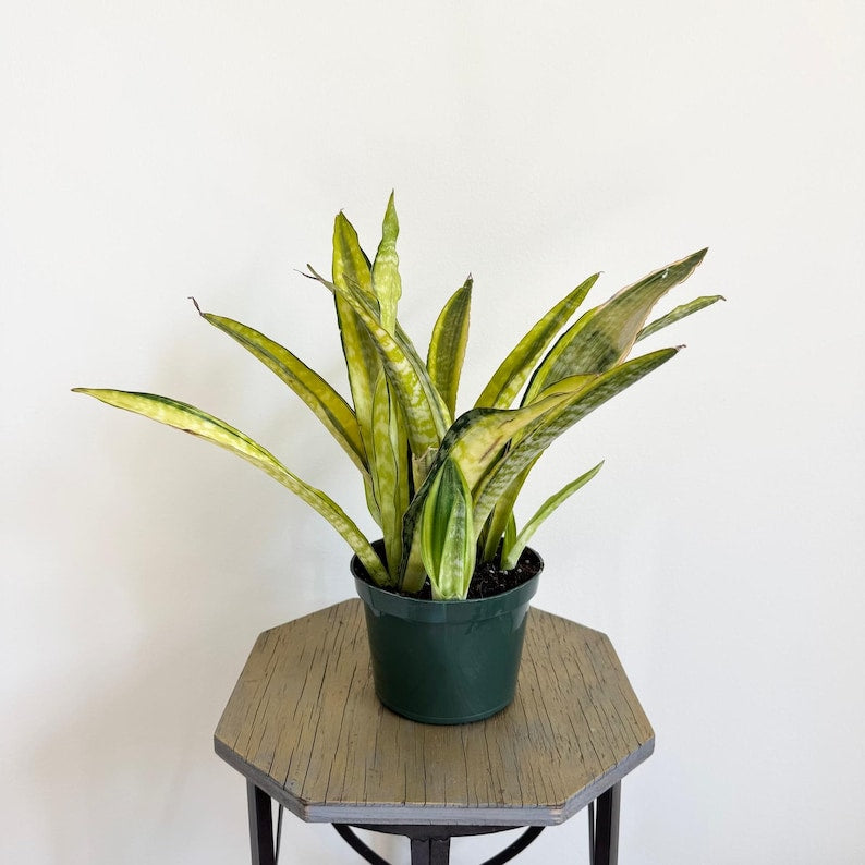 Sansevieria Yellowstone Snake Plant in 6 Inch Pot | Sansevieria Aubrytiana | Low Light Indoor Houseplant | Air Purifying Plant