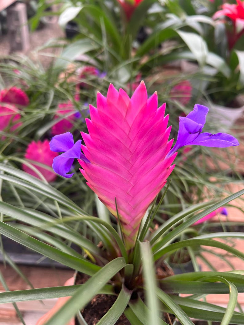 4” Bromeliad Plant ‘Pink Quill’ - Tillandsia Cyanea - Decorative Houseplant in Nursery Pot - Ideal Gift