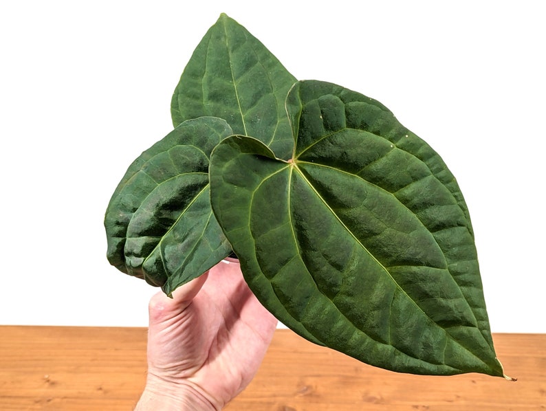 Anthurium Crystallinum x Luxurians 'Raven Soul' Plant | 4 Inch Pot | Tropical Houseplant | Exotic Indoor Greenery