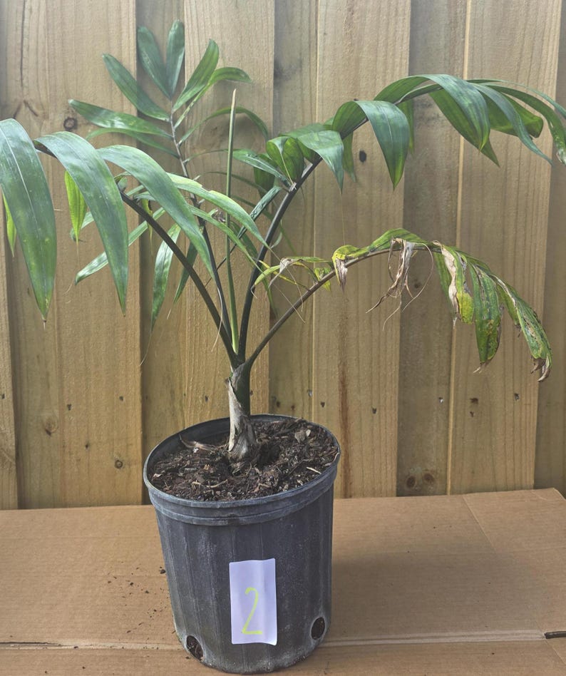 Red Feather Palm - Live Plant - Chambeyronia macrocarpa - Flame Thrower Palm - Tropical Indoor/Outdoor Plant