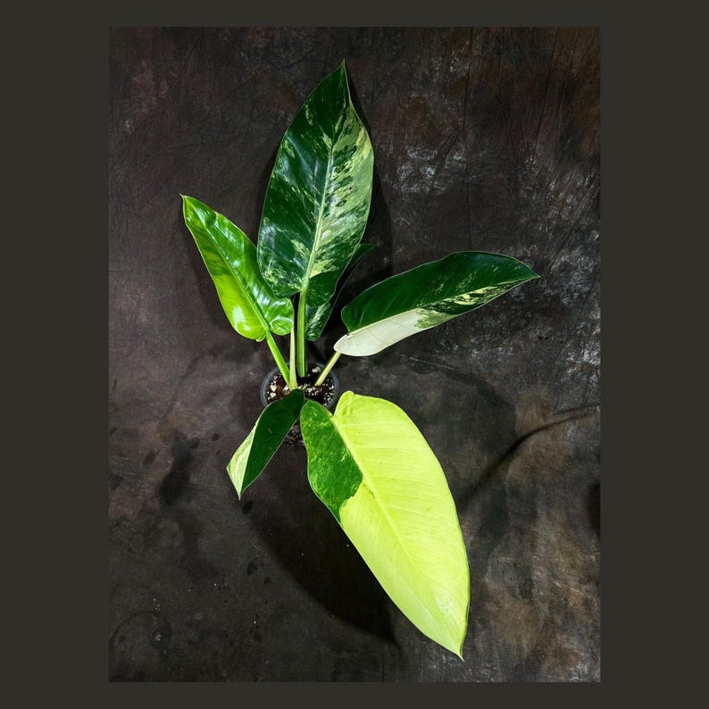 Philodendron Green Congo Potted Plant | Super Rare Variegated | Easy-Care Tropical Aroid | Live Indoor Houseplant