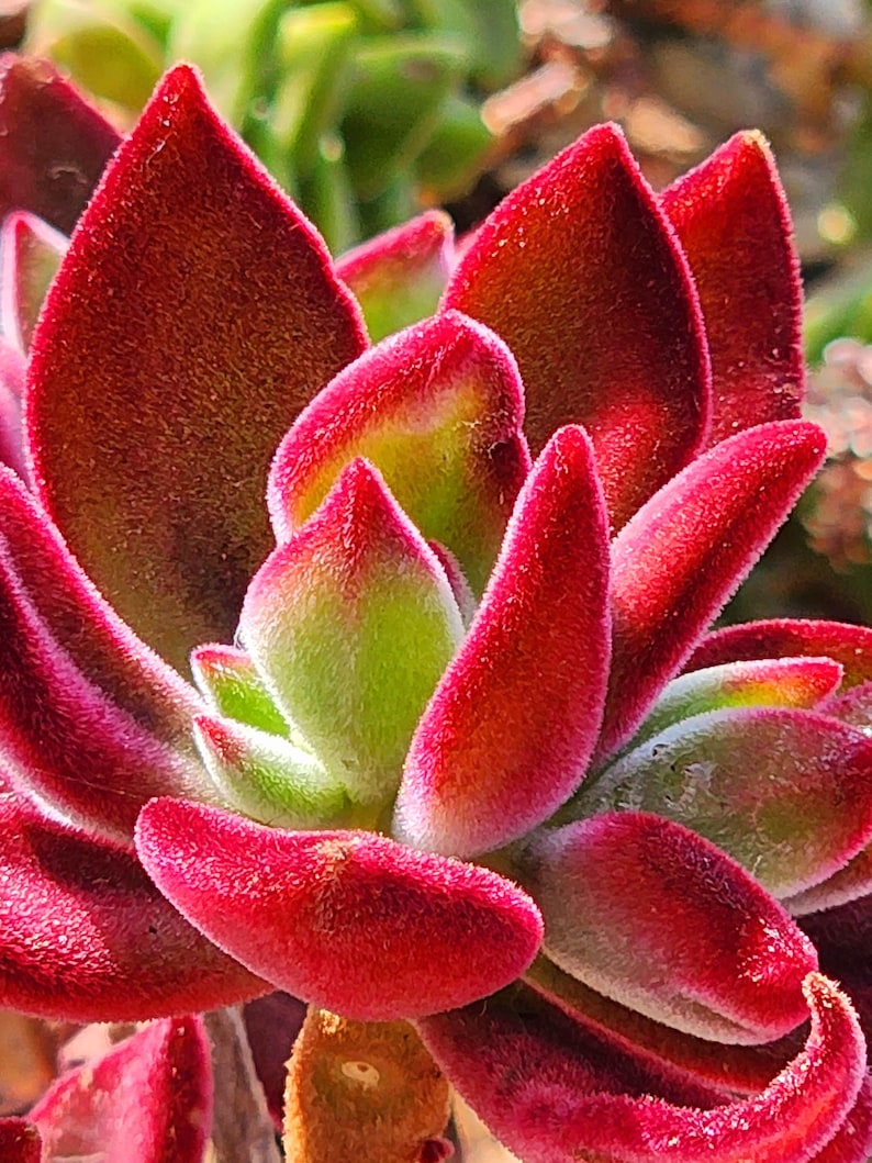 velvet succulent Echeveria Pulvinata 'Ruby' Succulent Plant