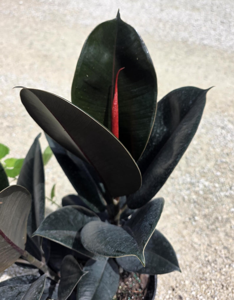 Ficus elastica Burgundy Rubber Plant - 3 Gallon Live Plant - Hardy Indoor/Outdoor Houseplant - Low Maintenance & Pest Resistant