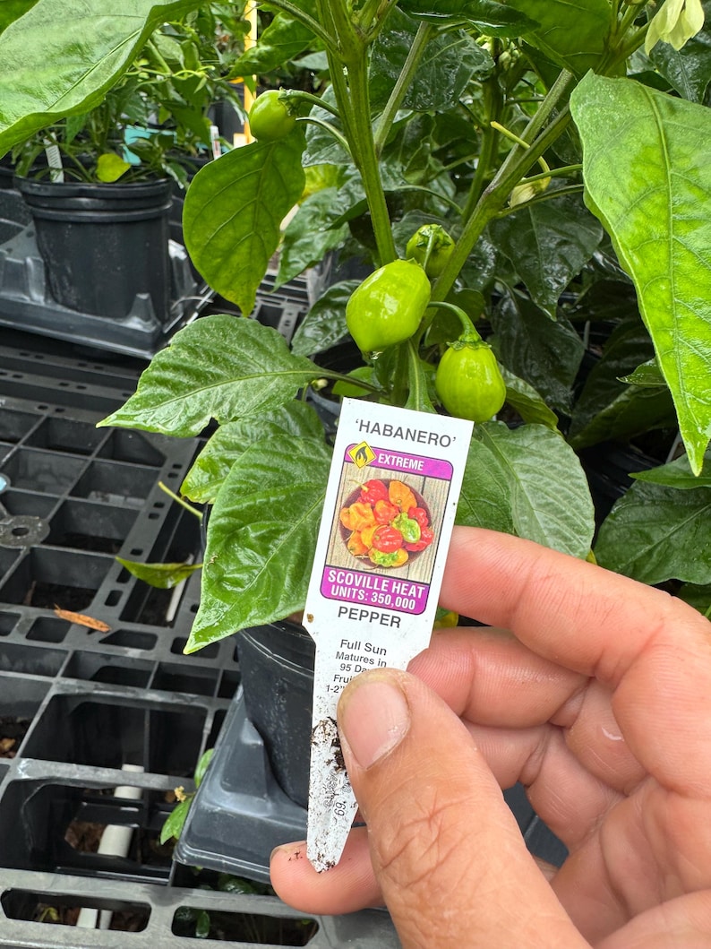 Habanero Pepper Plant - 2 Pack 1 Gallon - Hot Spicy Variety - Capsicum chinense