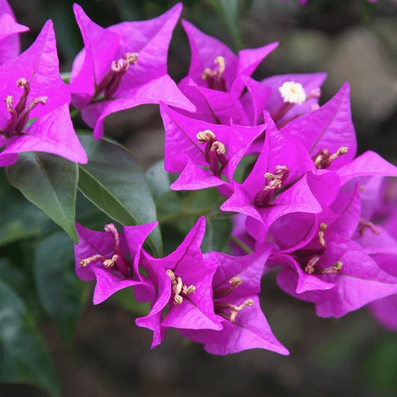 Purple Bougainvillea Plants - Pack of 2 - Bougainvillea Glabra Lilac - Hardy Flowering Vine for Containers & Trellises