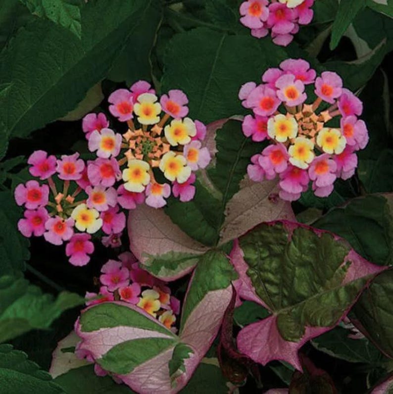 Lantana Plants Live - Pack of 2 Pink Caprice - Attracts Butterflies - Bare Root - Lantana camara