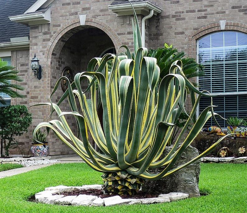 Agave Americana Variegata Plant - Variegated Century Plant for Home Décor - Drought Tolerant Accent - Agave Americana Variegata