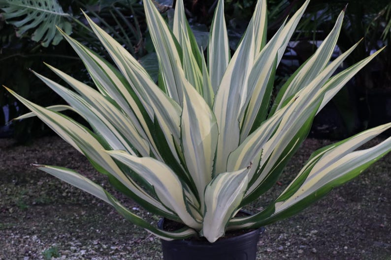 Variegated Agave Plant - False Agave Furcraea foetida