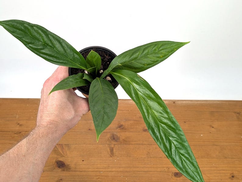 Anthurium Decurrens 4" Pot - Unique Terrestrial Plant with Lance-Shaped Leaves - Rare Tropical Foliage - Exotic Houseplant