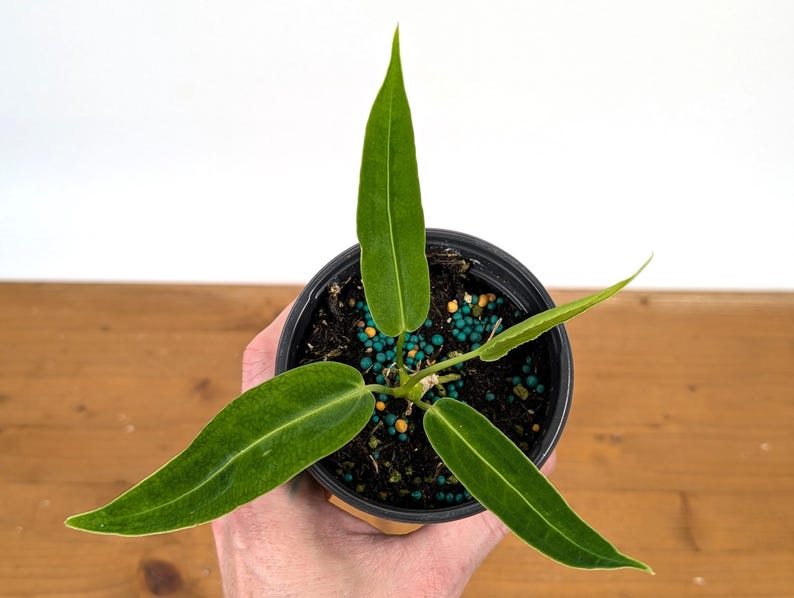 Anthurium Warocqueanum Queen Plant - 4" Pot with 2 Leaves - Tropical Houseplant - Anthurium warocqueanum