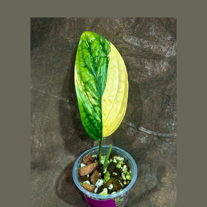monstera karstenianum Monstera Peru Variegated - Monstera Karstenianum - Grower’s Choice