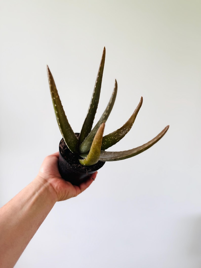 Purple Aloe Vera Plant - Sunstressed Aloe in 4” Pot