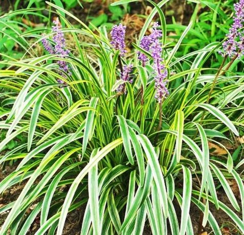 Liriope Muscari Aztec Variegated - Monkey Grass Ground Cover Plant, Easy-Growing Perennial, Lilyturf, Low-Maintenance Foliage