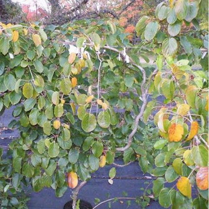 Kiwi Opitz Male Pollinator Plant - Live Rooted Starter - Hardy Kiwi (Actinidia) - Zones 4-8, Fragrant Flowers, Disease Resistant