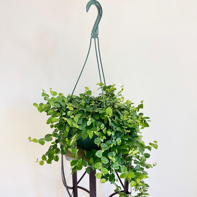 indoor low light climbing plants LIVE 8" Hanging Basket Ficus Repens, Climbing Fig, Fast-Growing Vine, – Sejahtera Seeds and Bulbs