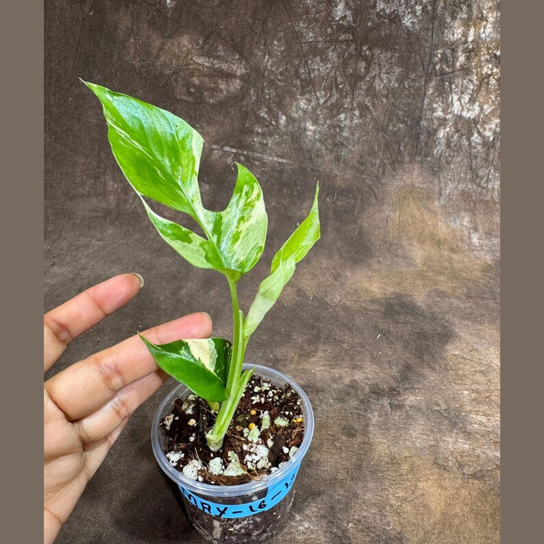mini monstera rhaphidophora tetrasperma Rare Variegated Rhaphidophora Tetrasperma Aurea Plant in Nursery Pot - Mini Monstera
