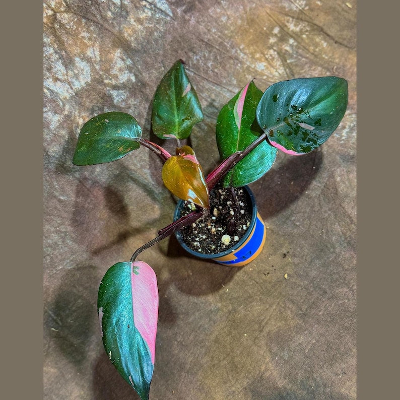 Philodendron Pink Princess Marble Plant in Nursery Pot - Rare Indoor Houseplant, Philodendron erubescens 'Pink Princess'