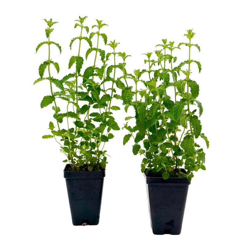 Strawberry Mint Live Plant | 2.5 Inch Nursery Cube | Mentha × piperita 'Strawberry' | Aromatic Herb for Cooking & Gardens