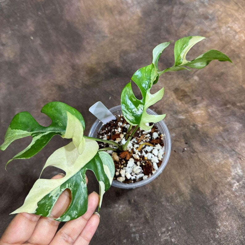 Rare Variegated Rhaphidophora Tetrasperma 'Albo' Mini Monstera Plant in Nursery Pot - Ideal for Beginners and Collectors