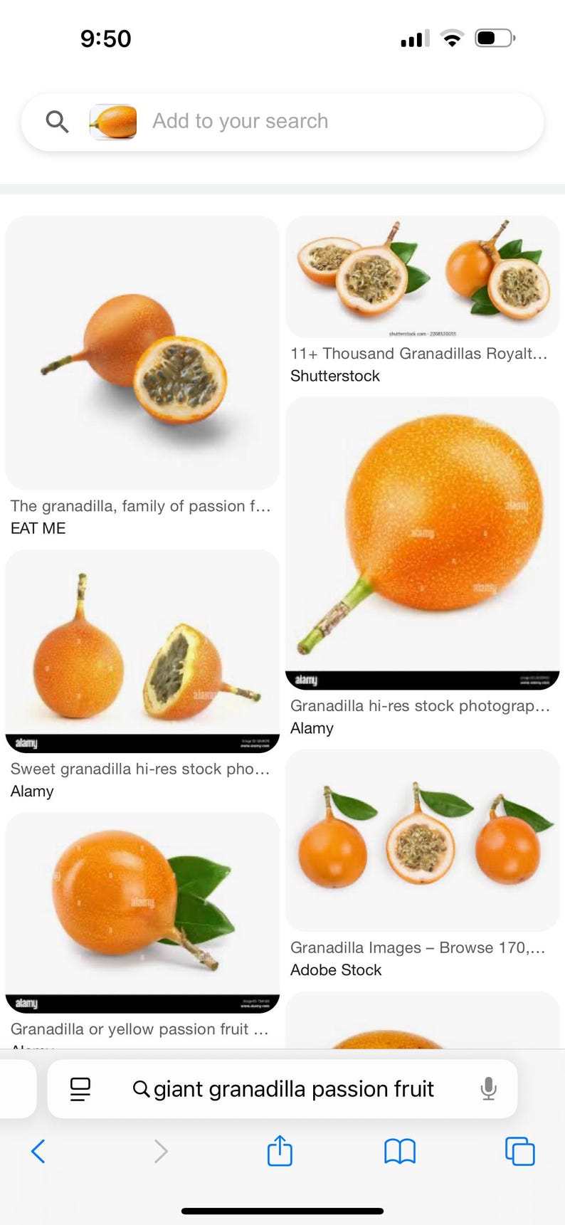 Giant Granadilla Sweet Passion Fruit Vine - 1 Gallon, 2-3 ft Tall, Edible Fruit Plant (Passiflora quadrangularis)