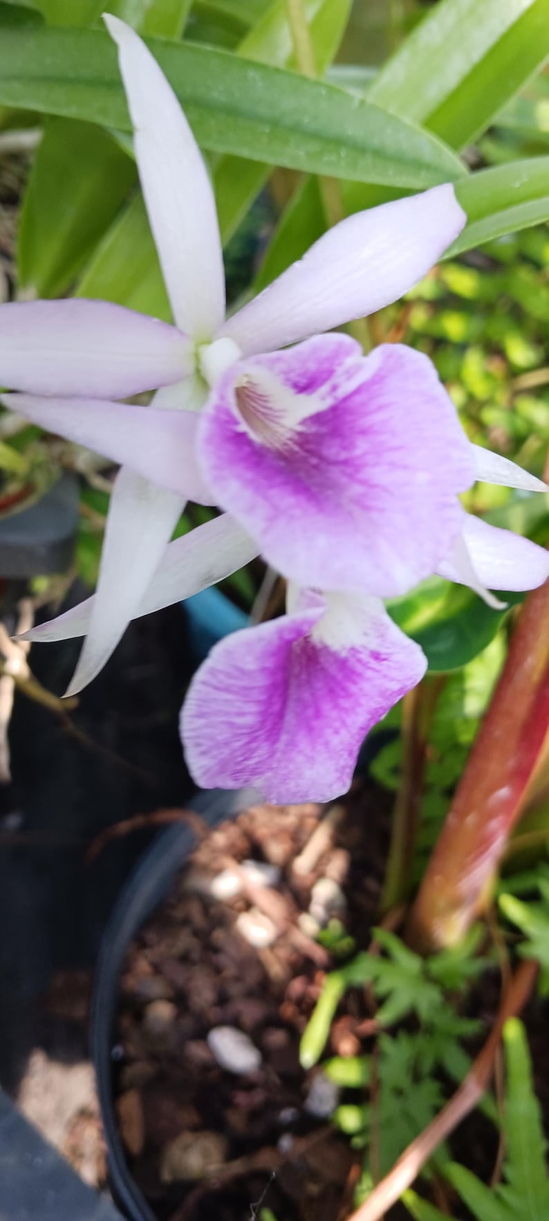 Cattleya Orchid Plant + 2" Pot + Brassavola (BSN Maikai x Gur bowringiana) x B nodosa + Free with Merchandise Purchase