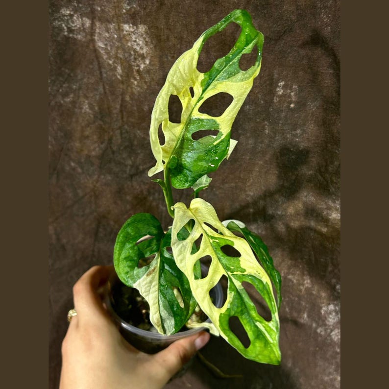 monstera adansonii seeds Monstera Adansonii Albo Variegated (Large Form/Indo Form) (wk44-E)