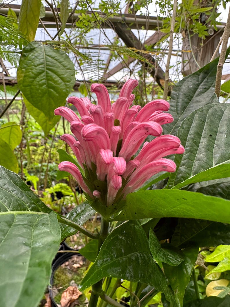 Pink Brazilian Plume Flower Plant - 2.5" Pot, Flamingo Flower, Justicia carnea - Attracts Hummingbirds & Butterflies