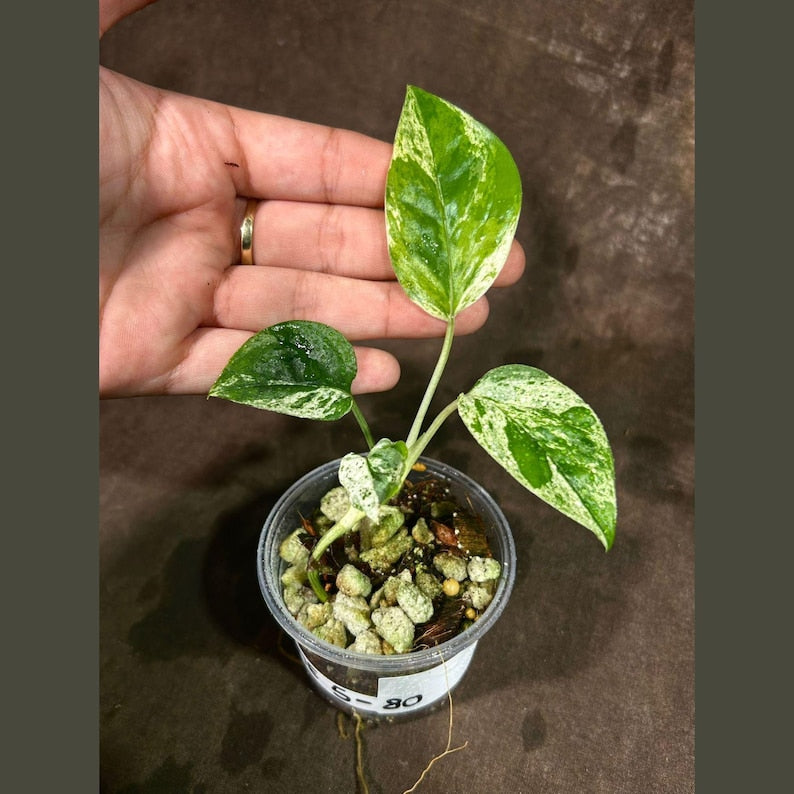 Epipremnum Pinnatum Albo Variegated Plant - Indoor Houseplant in Nursery Pot - Tropical Vining Plant - US Seller